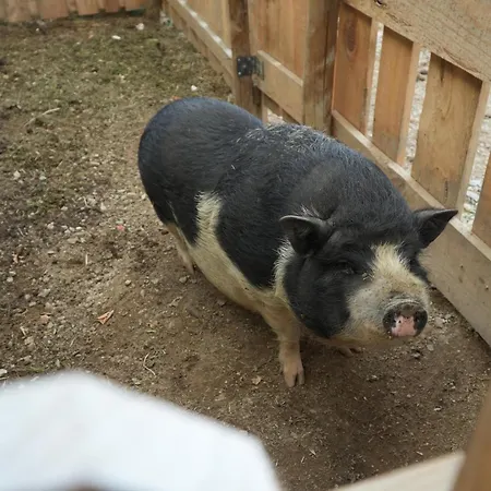 Quintinha De Sa Holiday home