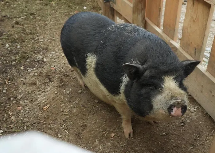 Quintinha De Sa Nyaraló